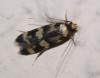 Oegoconia sp.